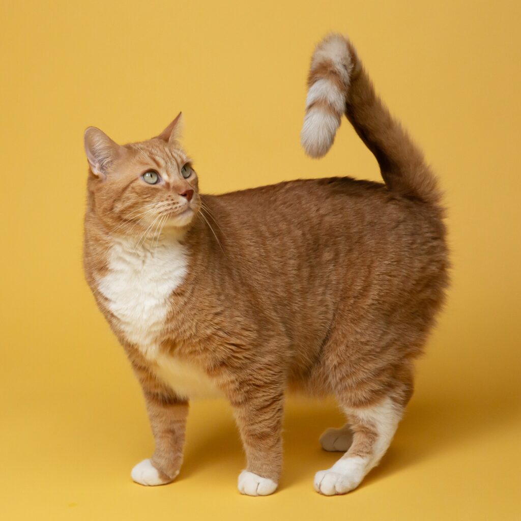 a-cat-banner