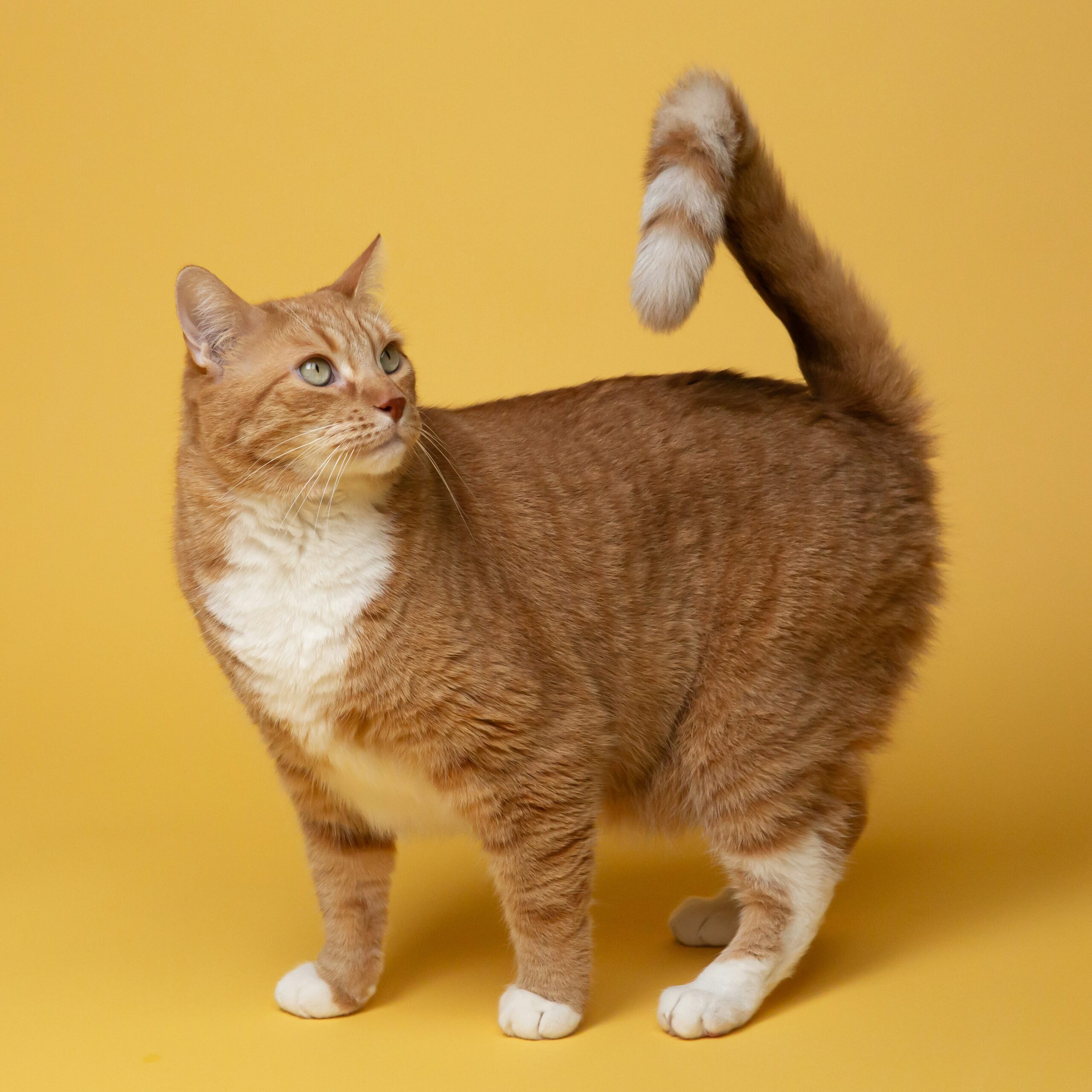 a-cat-banner